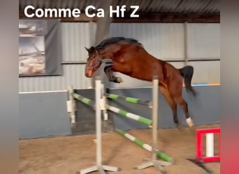 Cavallo sportivo irlandese, Stallone, Puledri (05/2025), 168 cm, Sauro scuro