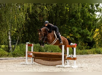 Cavallo sportivo polacco, Castrone, 10 Anni, 167 cm, Baio
