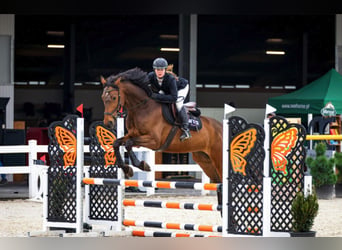 Cavallo sportivo polacco, Castrone, 10 Anni, 170 cm, Baio