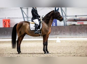 Cavallo sportivo polacco, Castrone, 11 Anni, 163 cm, Baio