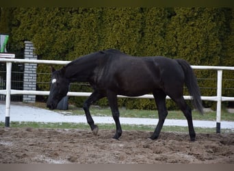 Cavallo sportivo polacco, Castrone, 11 Anni, 167 cm, Baio nero