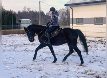 Cavallo sportivo polacco, Castrone, 11 Anni, 167 cm, Baio nero