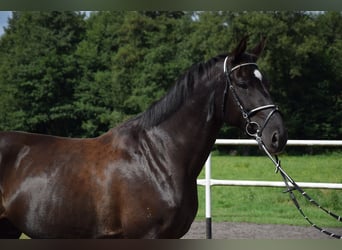 Cavallo sportivo polacco, Castrone, 11 Anni, 167 cm, Morello