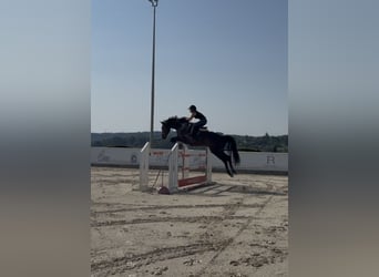 Cavallo sportivo polacco, Castrone, 12 Anni, 168 cm, Baio ciliegia
