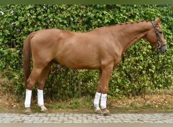 Cavallo sportivo polacco, Castrone, 12 Anni, 175 cm, Sauro