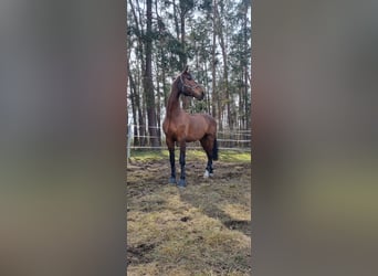 Cavallo sportivo polacco, Castrone, 13 Anni, 178 cm, Baio