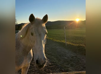 Cavallo sportivo polacco, Castrone, 14 Anni, 165 cm, Grigio