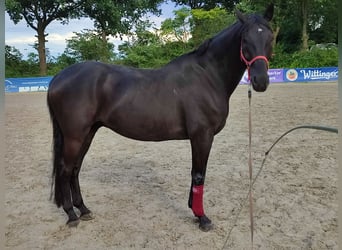 Cavallo sportivo polacco, Castrone, 14 Anni, 173 cm, Morello