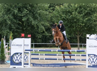 Cavallo sportivo polacco, Castrone, 16 Anni, 165 cm, Sauro