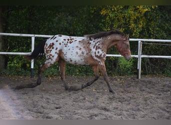 Cavallo sportivo polacco, Castrone, 2 Anni, 165 cm, Leopard