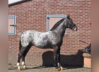 Cavallo sportivo polacco, Castrone, 3 Anni, 164 cm, Leopard