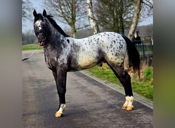 Cavallo sportivo polacco, Castrone, 3 Anni, 164 cm, Leopard