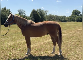 Cavallo sportivo polacco, Castrone, 3 Anni, 164 cm, Sauro