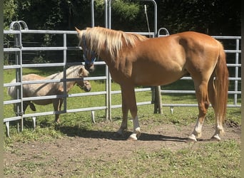 Cavallo sportivo polacco, Castrone, 3 Anni, 164 cm, Sauro