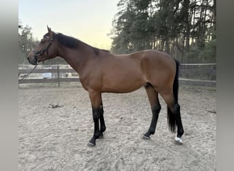 Cavallo sportivo polacco, Castrone, 3 Anni, 169 cm, Baio