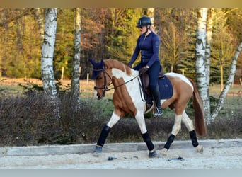 Cavallo sportivo polacco, Castrone, 4 Anni, 159 cm, Pezzato