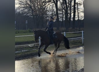 Cavallo sportivo polacco, Castrone, 4 Anni, 160 cm, Baio
