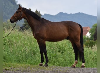 Cavallo sportivo polacco, Castrone, 4 Anni, 162 cm, Baio