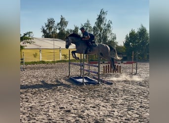 Cavallo sportivo polacco, Castrone, 4 Anni, 166 cm, Grigio