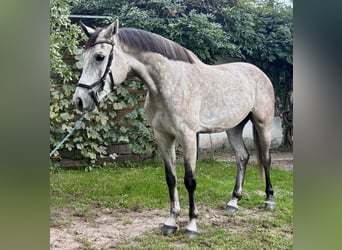 Cavallo sportivo polacco, Castrone, 4 Anni, 166 cm, Grigio