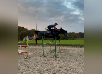 Cavallo sportivo polacco, Castrone, 4 Anni, 167 cm, Grigio pezzato