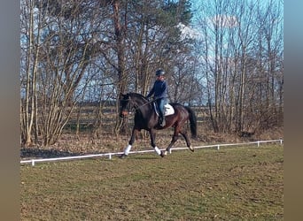 Cavallo sportivo polacco, Castrone, 4 Anni, 170 cm, Baio