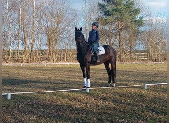 Cavallo sportivo polacco, Castrone, 4 Anni, 170 cm, Baio