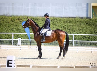 Cavallo sportivo polacco, Castrone, 4 Anni, 170 cm, Baio ciliegia