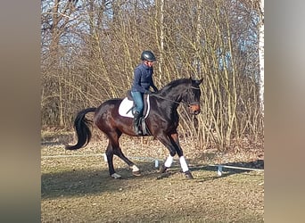 Cavallo sportivo polacco, Castrone, 4 Anni, 170 cm, Baio ciliegia