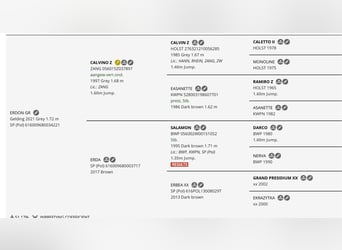 Cavallo sportivo polacco, Castrone, 4 Anni, 175 cm, Grigio