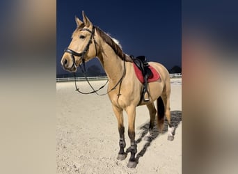 Cavallo sportivo polacco, Castrone, 4 Anni, 178 cm, Pelle di daino
