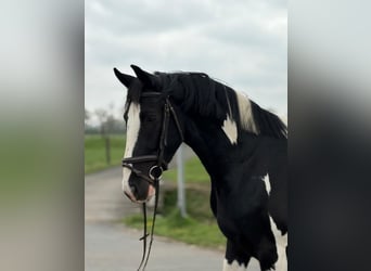 Cavallo sportivo polacco, Castrone, 5 Anni, 162 cm, Pezzato