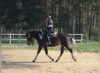 Cavallo sportivo polacco, Castrone, 5 Anni, 170 cm, Pezzato