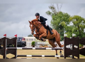 Cavallo sportivo polacco, Castrone, 5 Anni, 172 cm, Sauro