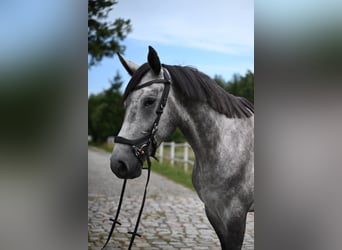 Cavallo sportivo polacco, Castrone, 5 Anni, 174 cm, Grigio