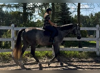 Cavallo sportivo polacco, Castrone, 5 Anni, 174 cm, Grigio