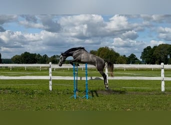 Cavallo sportivo polacco, Castrone, 5 Anni, 174 cm, Grigio pezzato