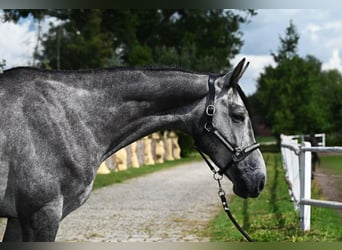 Cavallo sportivo polacco, Castrone, 5 Anni, 175 cm, Grigio