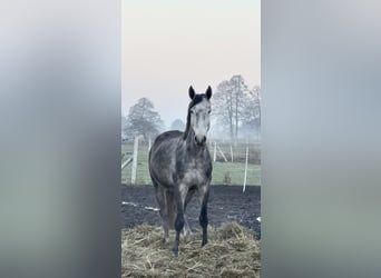 Cavallo sportivo polacco, Castrone, 5 Anni, 175 cm, Leardo