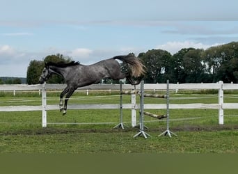 Cavallo sportivo polacco, Castrone, 5 Anni, 175 cm, Leardo