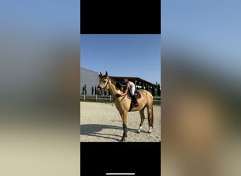 Cavallo sportivo polacco, Castrone, 5 Anni, 178 cm, Pelle di daino