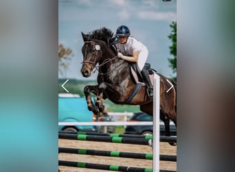 Cavallo sportivo polacco, Castrone, 6 Anni, 166 cm, Baio scuro
