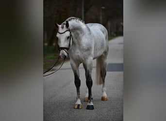 Cavallo sportivo polacco, Castrone, 6 Anni, 172 cm, Grigio