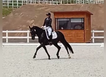 Cavallo sportivo polacco, Castrone, 7 Anni, 160 cm, Morello