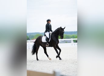 Cavallo sportivo polacco, Castrone, 7 Anni, 160 cm, Morello