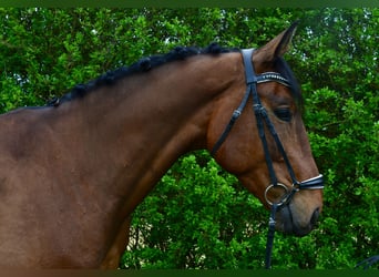 Cavallo sportivo polacco, Castrone, 7 Anni, 165 cm, Baio
