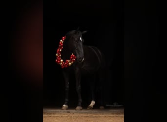 Cavallo sportivo polacco, Castrone, 8 Anni, 170 cm, Morello