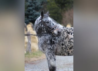 Cavallo sportivo polacco, Castrone, 9 Anni, 162 cm, Leopard