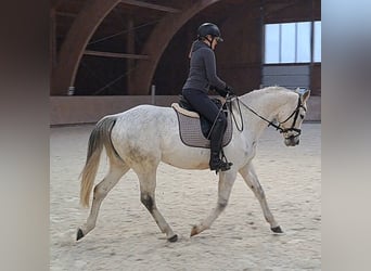 Cavallo sportivo polacco, Giumenta, 10 Anni, 162 cm, Grigio