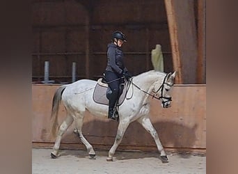 Cavallo sportivo polacco, Giumenta, 10 Anni, 162 cm, Grigio